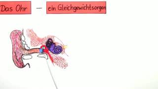 DAS OHR  EIN GLEICHGEWICHTSORGAN  Biologie  Biologie des Menschen Mittelstufe [upl. by Zenia651]