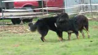 Tibetan Mastiffs playing [upl. by Lledor349]