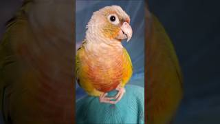 Birdie Attitude 😆🐦💖 cutebirds birds youtubeshorts funnybirds viralshorts funnyanimals [upl. by Nidla]