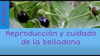 Reproducción y cuidado de la planta medicinal belladona por estacasAtropa belladonna [upl. by Anwad]