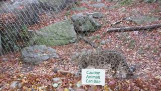 Snow leopard Stereotypical behavior example [upl. by Adiaros85]