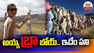 అయ్యా బ్రా బోయ్ ఇదేం పని  The Story Behind the Cardrona Bra Fence  ABN Digital [upl. by Assirec]