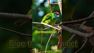 Blue throated barbet sound barbet call birdsounds [upl. by Dilly]