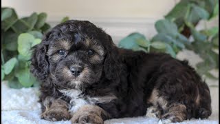 Cavachon Puppies for Sale [upl. by Rukna961]