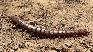 Scolopendra cingulata [upl. by Eenrahc]