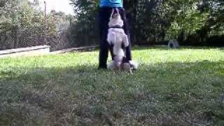 Border collie tricks [upl. by Biegel]