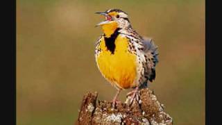 Western Meadowlark [upl. by Ainesej840]