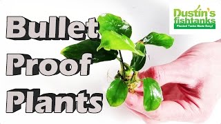 Planted Aquarium Plants  BULLET Proof Plants Aquarium Plants for Beginners HARDY AQUARIUM PLANTS [upl. by Kora]