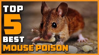 Best Mouse Poisons in 2023  Top 5 Picks  Which One Should You Buy [upl. by Jade810]