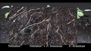 Nitrabor vs Plasmodiophora brassicae Yara Poland english version [upl. by Baniaz]