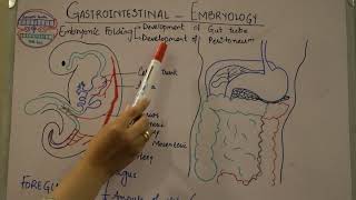 GASTROINTESTINAL Development and Embryology of GI tract Part1 [upl. by Nosned]