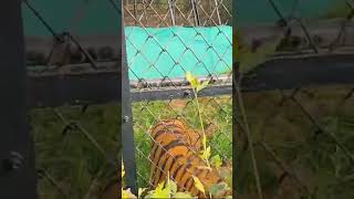 Nainital zoo achcha Lage like subscribe aur share Karen [upl. by Arais753]