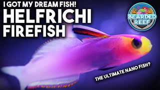 Helfrichi Firefish my dream fish and possibly the most sought after and expensive nano reef fish [upl. by Haney264]