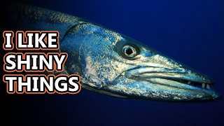 Barracuda facts a torpedolike fish  Animal Fact Files [upl. by Blaise]