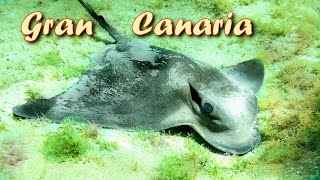 Snorkeling  Gran Canaria 🐠 Eagle Ray Octobus Starfish [upl. by Granese]