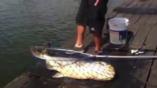 Lake fishing70lb mekong catfish caught at Bungsamran LakeThailand [upl. by Nitsug]