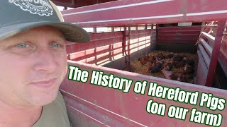 The History of Hereford Pigs on our farm [upl. by Fu]