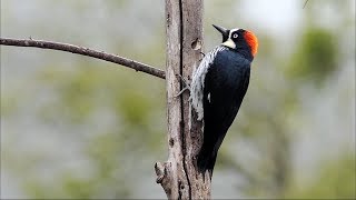 Acorn Woodpecker in Costa Rica [upl. by Spiros844]