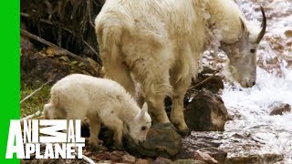 Baby Mountain Goat Learns To Follow In His Mothers Footsteps  North America [upl. by Nylareg]