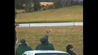 Hares hit at Castletown Geoghegan coursing [upl. by Evans445]