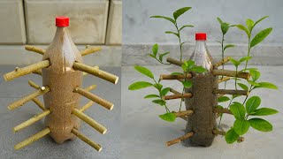 Great Technique Propagate Lemon Tree From Cuttings with Coca Cola bottle [upl. by Hazrit]