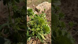 Why is my Coneflower green amp distorted  garden echinacea coneflower gardening [upl. by Bedelia]