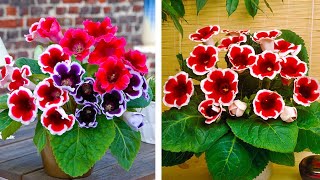 How to Plant Gloxinia Summer Garden Guide [upl. by Ekal]