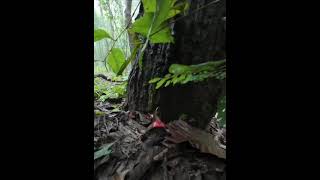 Red russula russula emetica Its perfectly safe when boiled or pickled [upl. by Rickert397]