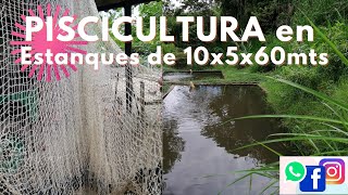 PISCICULTURA EN ESTANQUES DE 10X5X60 [upl. by Trow]