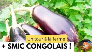 SMIC Congolais  Augmentation Historique amp Initiatives en Agriculture en RC 🇨🇬 [upl. by Yauqaj]