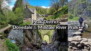 Dovedale amp Milldale River Walk  Peak District UK  Stepping Stones Reynards Cave [upl. by Limbert]