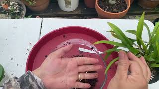 How to Repot Brassavola Nodosa x Guarianthe Skinneri Tips amp Tricks w Chitchat [upl. by Mirna]