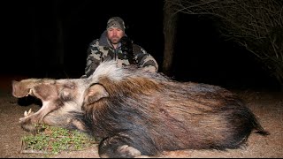 HUNTING BUSH PIGS IN SOUTH AFRICA [upl. by Malchus]