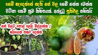 ඉක්මනින් ගෙඩි හැදෙන්න මේ දෙඅවල් අත්හදා බලන්න  Kem krama  Ayurvedic [upl. by Dash]