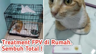 Merawat Kucing Panleukopenia FPV [upl. by Clardy]