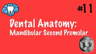 Dental Anatomy  Mandibular Second Premolar  INBDE [upl. by Vittorio283]