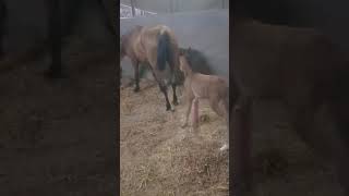 Baby Ke Pair Mein Chot Lag Gai baby equestrian love rider horselover cute [upl. by Aloel899]