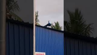 tamil birds sillunuorukaadhal peacock sillinuorukadhal music comedy sillunuorukadhal nature [upl. by Doreen675]