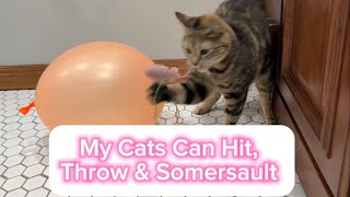 Do Your Cats Hit Throw amp Somersault [upl. by Lamek]