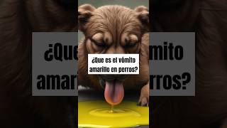 ¿Que es el vómito amarillo en perros perros cuidadomascotas shorts [upl. by Sivi]