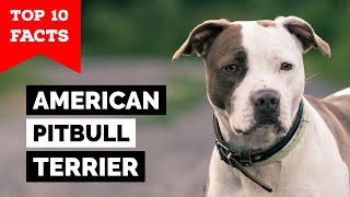 American Pitbull Terrier  Top 10 Facts [upl. by Sulohcin]