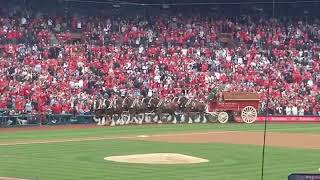 StL Cardinals Opening Day 442024  the Anheiser Busch Clydesdales [upl. by Perren]