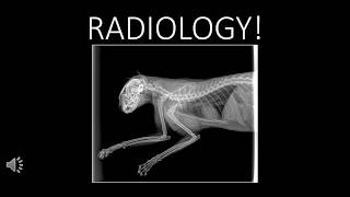 Radiology Saftey and Positioning for Veterinary Assistants [upl. by Bates]