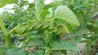 How to find a caterpillar of Acherontia atropos [upl. by Ihn202]