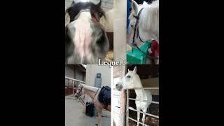 Lequel   stella ulysse rocket sweety horse poney équitation love short [upl. by Judi]