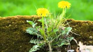 Dandelions  How to Keep them Under Control Naturally [upl. by Christianson871]