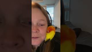 The Funniest Birds on the Internet 🦜🤣 funny birds parrot pets funnyanimal [upl. by Porett]