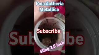 Poecilotheria Metallica 25 inch update christmas alphabet music spider song [upl. by Innej]