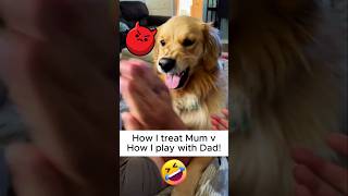 🐶 Dogs Being Dog Gone Hilarious Part 35 🐾😂 funny [upl. by Palm786]