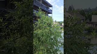 Lake Oswego shortsviral reels [upl. by Ahsiea]